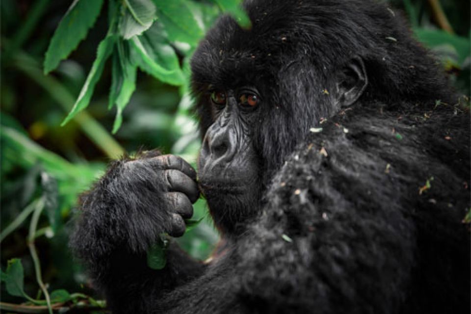 Gorilla Trekking in Rwanda's Volcanoes National Park