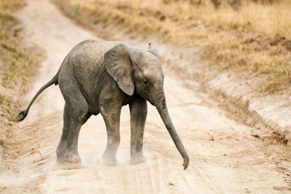 Game Drive in Chobe