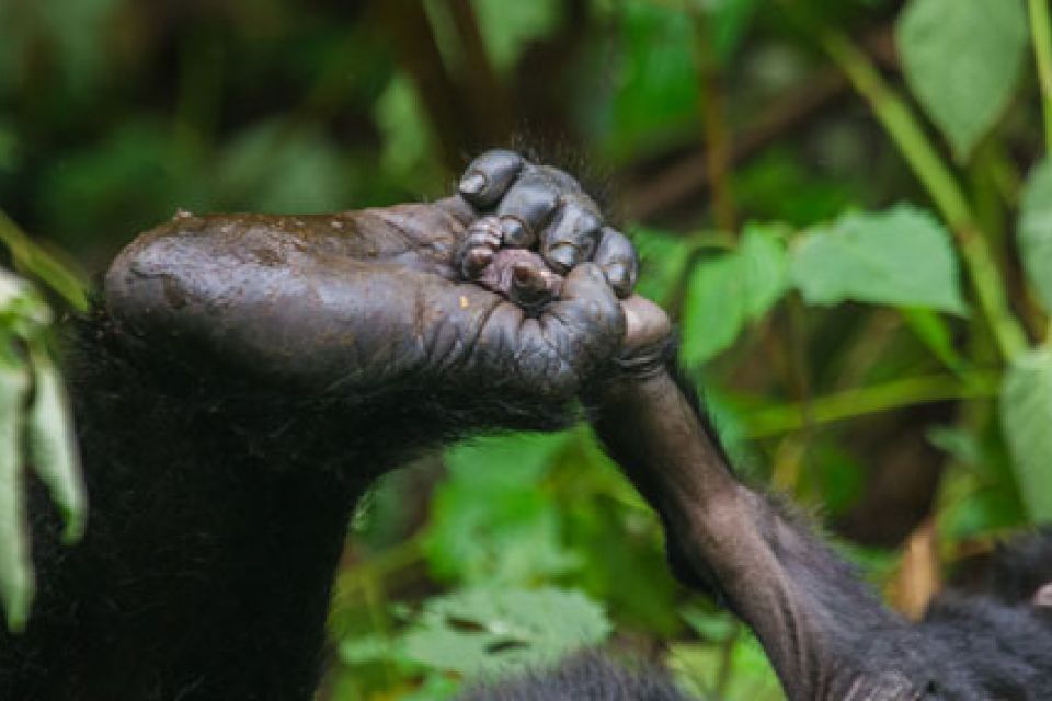 Bwindi National Park