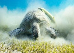 Snorkeling in Marsa Alam Egypt